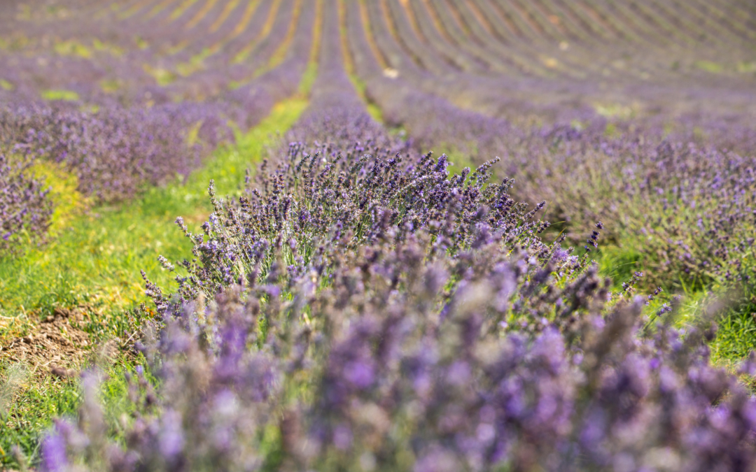 Faire pousser de la lavande dans l’Aude : un pari audacieux qui réinvente un territoire
