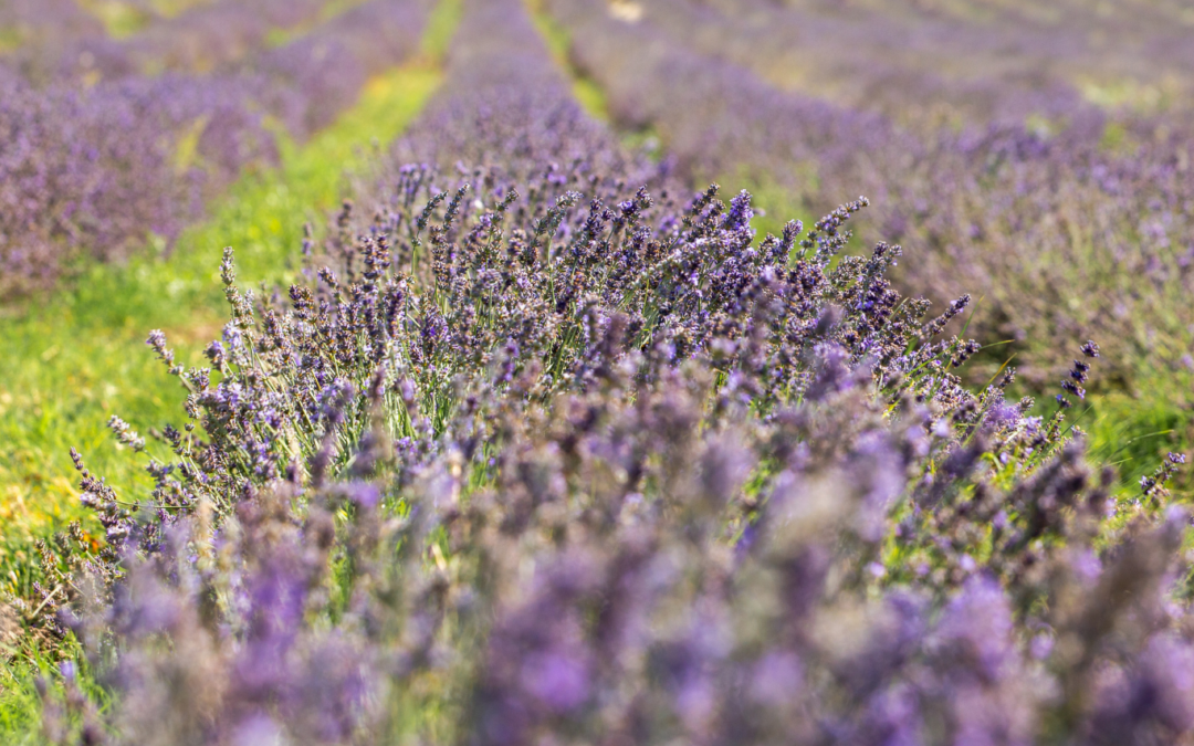 Faire pousser de la lavande dans l’Aude : un pari audacieux qui réinvente un territoire