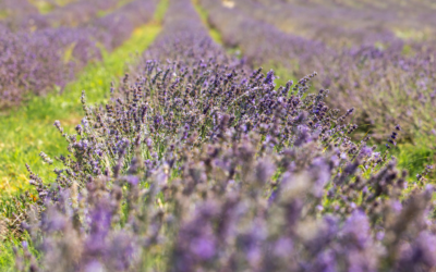 Faire pousser de la lavande dans l’Aude : un pari audacieux qui réinvente un territoire