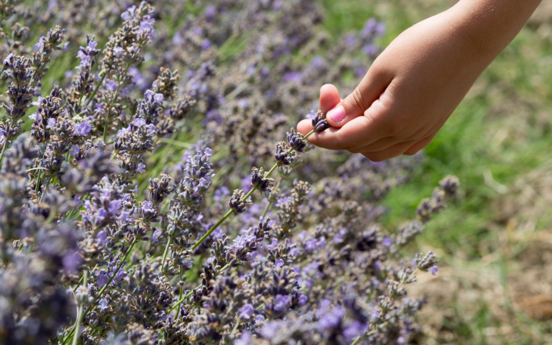 Les 10 usages insoupçonnés de la lavande au quotidien