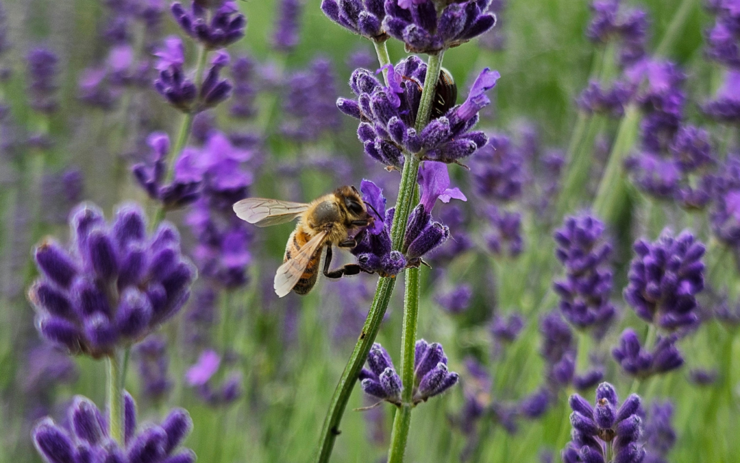 Pourquoi la lavande est une plante essentielle pour la biodiversité ?